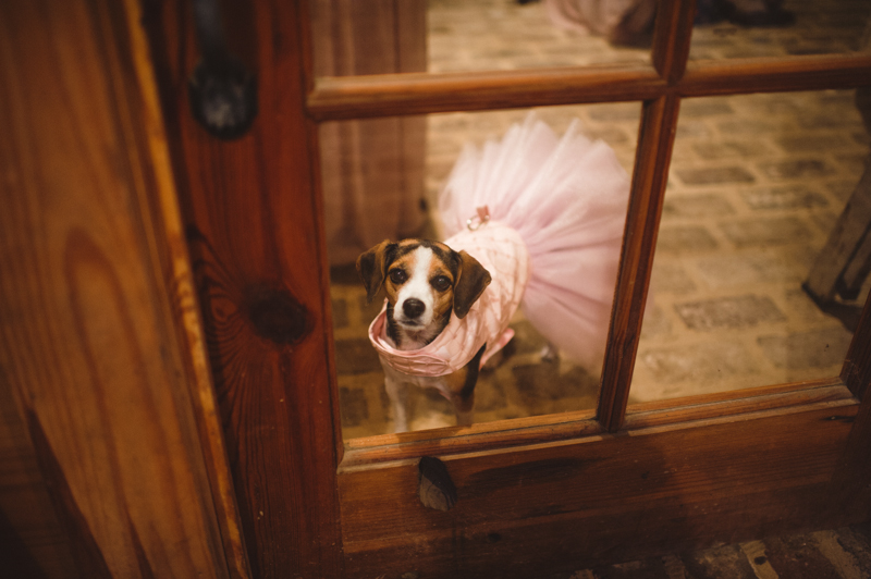 dog in bridesmaid dress // Spindle Photography