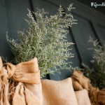 wpid2059-lavendar.jpg