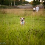 wpid3278-wetdog.jpg