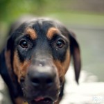 wpid3391-sisterdog.jpg