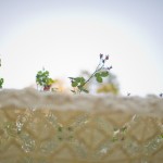 wpid3489-chuppah.jpg