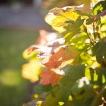 wpid3493-leaves.jpg