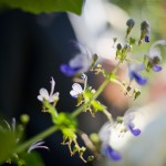 wpid3705-purpleflowers.jpg