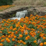 wpid4770-orangeflowers.jpg